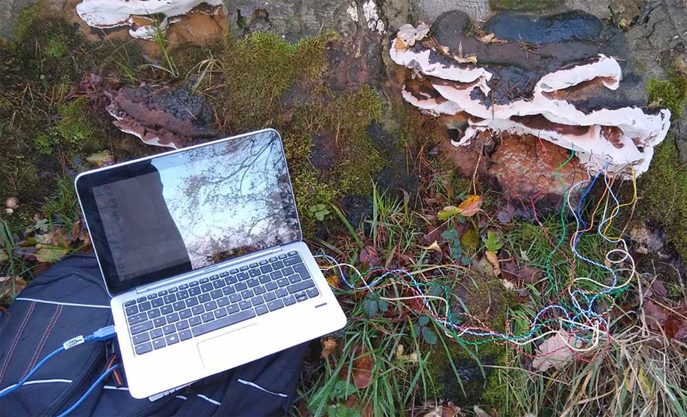 Computer portatile funzionante con Fungi