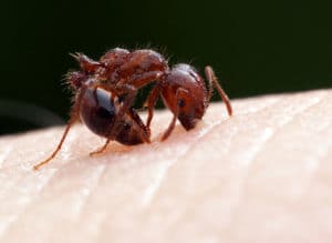 acido formico nella sua forma naturale. formiche